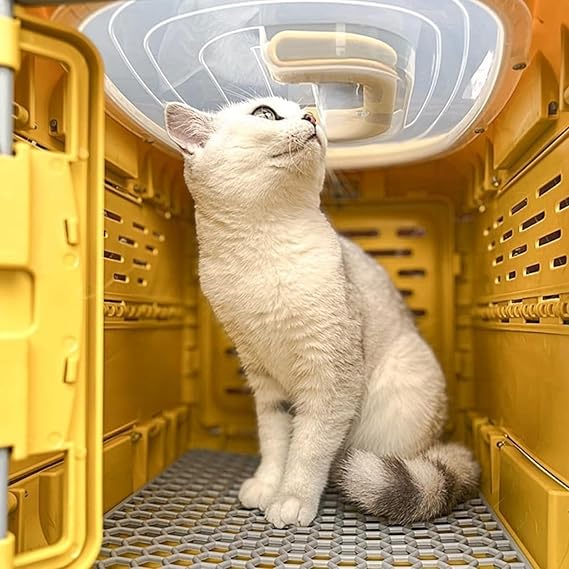 Foldable animal transport box